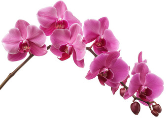 Obraz na płótnie Canvas Branch with Vibrant Pink Orchids