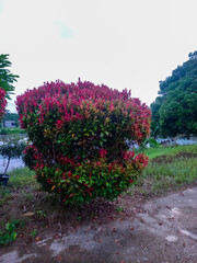 Syzygium oleina leaves are called Red Shoots, widely planted as decorative fences