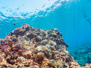 ウミトサカ等のソフトコーラルが群生する岩場に集まる、美しいソラスズメダイ（スズメダイ科）他の群れとスキンダイバー。

日本国静岡県伊豆半島賀茂郡南伊豆町中木から渡し船で渡るヒリゾ浜にて。
2022年9月撮影。
A skin diver with a beautiful schools of Heavenly Damselfish (Pomacentrus coelestis) and others