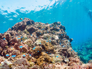 ウミトサカ等のソフトコーラルが群生する岩場に集まる、美しいソラスズメダイ（スズメダイ科）他の群れとスキンダイバー。

日本国静岡県伊豆半島賀茂郡南伊豆町中木から渡し船で渡るヒリゾ浜にて。
2022年9月撮影。
A skin diver with a beautiful schools of Heavenly Damselfish (Pomacentrus coelestis) and others