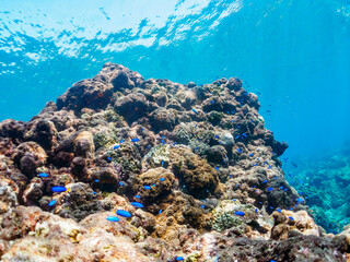 ウミトサカ等のソフトコーラルが群生する岩場に集まる、美しいソラスズメダイ（スズメダイ科）他の群れとスキンダイバー。

日本国静岡県伊豆半島賀茂郡南伊豆町中木から渡し船で渡るヒリゾ浜にて。
2022年9月撮影。
A skin diver with a beautiful schools of Heavenly Damselfish (Pomacentrus coelestis) and others