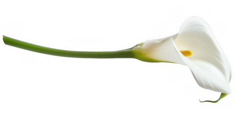 White Calla Lily Flower