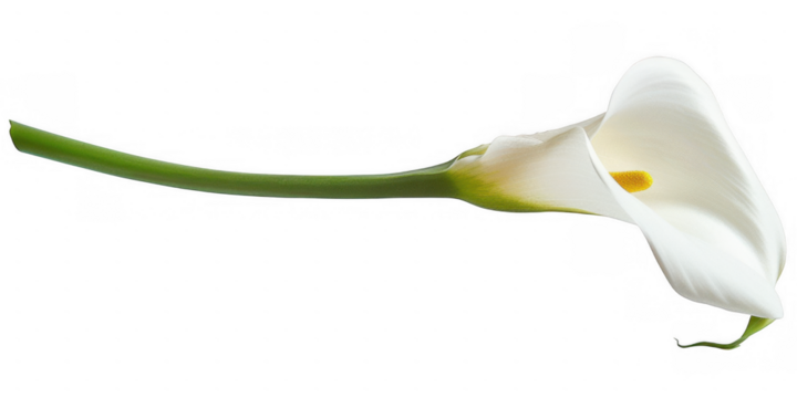 White Calla Lily Flower