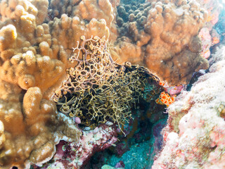 妖しく美しい大きなテヅルモヅル（ヒトデ科）。
触手がうねうね動く。

日本国静岡県伊豆半島賀茂郡南伊豆町中木から渡し船で渡るヒリゾ浜にて。
2022年9月撮影。

A mysterious and Beautiful and large Basket Star (Gorgonocephalidae). 
Tentacles undulate.
