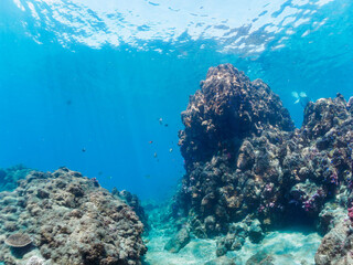 Fototapeta premium ウミトサカ等のソフトコーラルが群生する岩場に集まる、美しいソラスズメダイ（スズメダイ科）他の群れとスキンダイバー。日本国静岡県伊豆半島賀茂郡南伊豆町中木から渡し船で渡るヒリゾ浜にて。 2022年9月撮影。 A skin diver with a beautiful schools of Heavenly Damselfish (Pomacentrus coelestis) and others