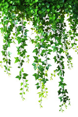 Hanging Green Foliage with Cascading Branches