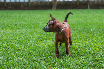 Asian dogs with a loyal personality, specifically the formidable red dog, black mouth hound.