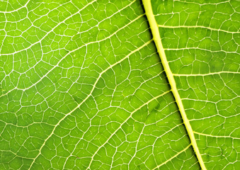 green leaf texture