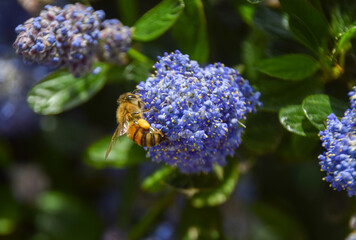 A bee pollinates California lilac (ceanothus) flowers.