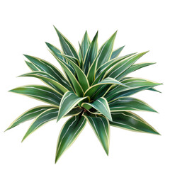 Fototapeta premium Green Spiky Plant with Variegated Leaves