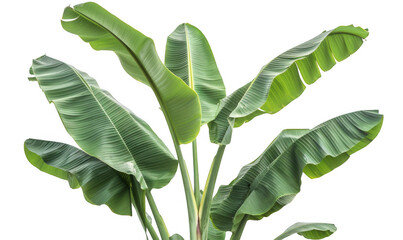 Obraz premium Tropical Banana Plant with Broad Green Leaves