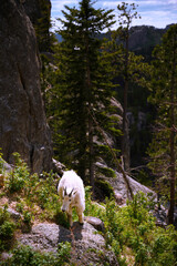 Mountain Goat on the Rocky Hill along Needles Highway at Custer State Park in Black Hills Country,...