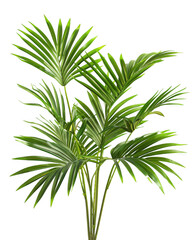 Fototapeta premium Large Palm-like Plant with Narrow Green Leaves