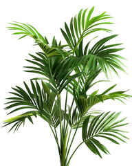 Fototapeta premium Large Palm-like Plant with Narrow Green Leaves
