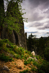 Mountain Goat on the Rocky Hill along Needles Highway at Custer State Park in Black Hills Country,...