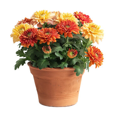 Potted Orange and Yellow Chrysanthemums on transparent background