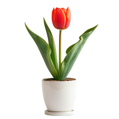 Fototapeta premium Single Red Tulip in White Pot on transparent background