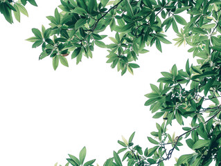 Obraz premium Green Tree Branches with Dense Leaves