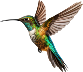 hummingbird isolated on white or transparent background,transparency 
