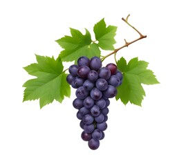 Fototapeta premium A collection of juicy purple grapes with green leaves