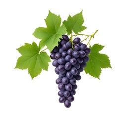 Fototapeta premium A collection of juicy purple grapes with green leaves