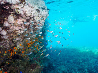 水中洞窟にいる、美しいミナミハタンポ（ハタンポ科）、クロホシイシモチ（テンジクダイ科）他の幼魚の群れ。
水面にはスキンダイバーも泳いでいる。
日本国静岡県伊豆半島賀茂郡南伊豆町中木から渡し船で渡るヒリゾ浜にて。
2022年9月撮影。
Black-Stripe Sweeper (Pempheris schwenkii), a Spotnape cardinalfish (Ostorhinchus 