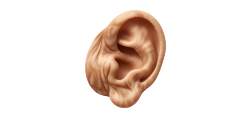 Detailed illustration of a human ear on a transparent background, perfect for medical and educational purposes.