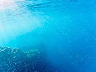 キビナゴの大群を襲う迫力あるカンパチとツムブリ（アジ科）の群れ。

日本国静岡県伊豆半島賀茂郡南伊豆町中木から渡し船で渡るヒリゾ浜にて。
2022年9月撮影。
Greater Amberjack (Seriola dumerili) and Rainbow Runner (Elagatis bipinnulata) Silver-Stripe Round Herrings (Spratelloid