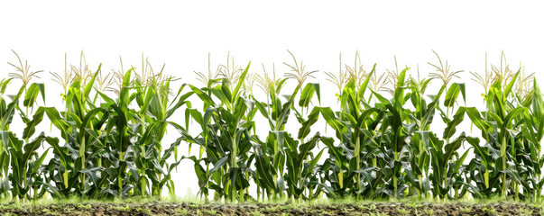 Dense Corn Field with Tassels