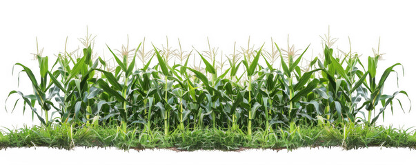 Dense Corn Field with Tassels