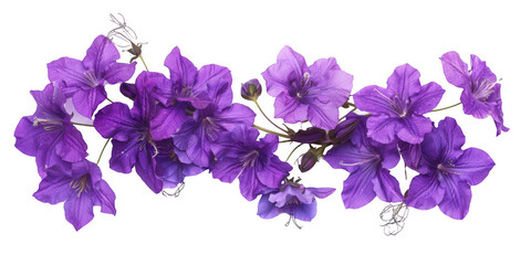 Cascading Purple Flower Cluster