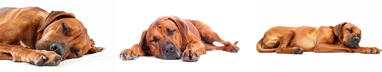 Obraz premium set of lazy dogs sleeping on white background 