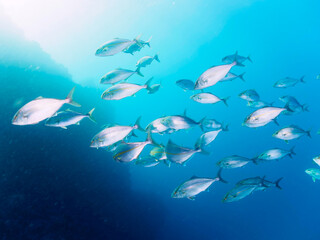 キビナゴの大群を襲う迫力あるカンパチとツムブリ（アジ科）の群れ。

日本国静岡県伊豆半島賀茂郡南伊豆町中木から渡し船で渡るヒリゾ浜にて。
2022年9月撮影。
Greater Amberjack (Seriola dumerili) and Rainbow Runner (Elagatis bipinnulata) Silver-Stripe Round Herrings (Spratelloid