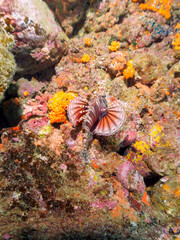 広げた羽根が美しいキリンミノ（フサカサゴ科）。

日本国静岡県伊豆半島賀茂郡南伊豆町中木から渡し船で渡るヒリゾ浜にて。
2022年9月撮影。

The Beautiful Zebra turkeyfish (Dendrochirus zebra) and others. 
