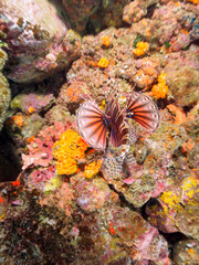 広げた羽根が美しいキリンミノ（フサカサゴ科）。

日本国静岡県伊豆半島賀茂郡南伊豆町中木から渡し船で渡るヒリゾ浜にて。
2022年9月撮影。

The Beautiful Zebra turkeyfish (Dendrochirus zebra) and others. 
