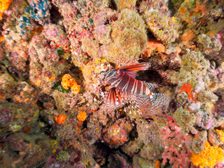 広げた羽根が美しいキリンミノ（フサカサゴ科）。

日本国静岡県伊豆半島賀茂郡南伊豆町中木から渡し船で渡るヒリゾ浜にて。
2022年9月撮影。

The Beautiful Zebra turkeyfish (Dendrochirus zebra) and others. 
