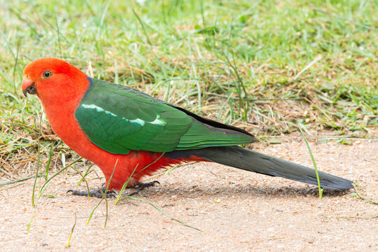 King Parrot