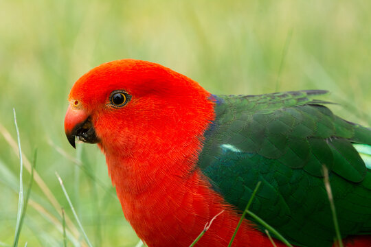 Male King Parrot