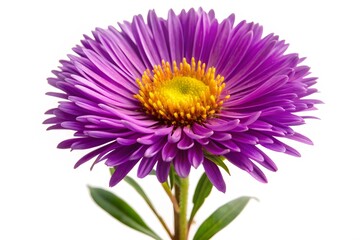 A Beautiful Purple Aster Flower Isolated On A White Background.