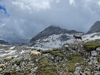 Schafherde am Hochplateau des Steinernen Meeres