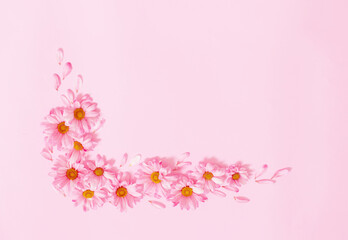 pink chrysanthemums on pink background  background