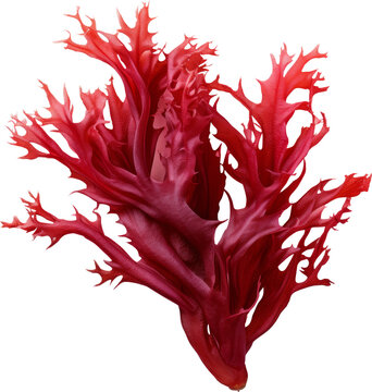 recommend clip art: red seaweed from the deep sea isolated on white or transparent background,transparency 