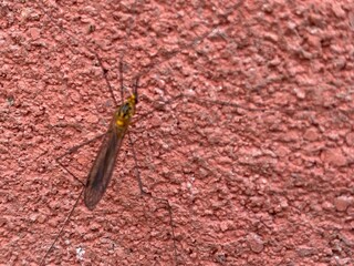insects,insect,nature,bug,flower
