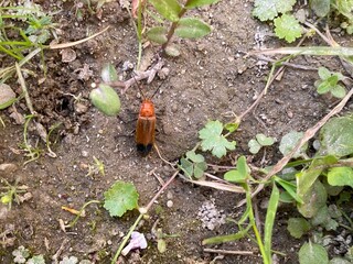 insects,insect,nature,bug,flower