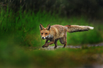 Red fox, Vulpes vulpes, running on green meadow and splashing water around. Orange fur coat animal hunting in rain. Fox in spring nature. Wildlife scene. Habitat Europe, Asia, North America.