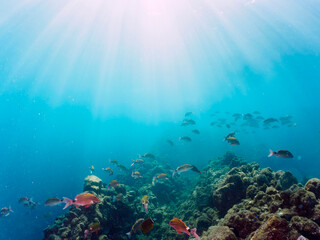 美しいメジナ（イスズミ科）、ホウライヒメジ（ヒメジ科）、チョウチョウウオ（チョウチョウウオ科）他の群れ。

日本国静岡県伊豆半島賀茂郡南伊豆町中木から渡し船で渡るヒリゾ浜にて。
2022年10月撮影。
Largescale Blackfish (Girella punctata), Whitesaddle goatfish (Parupeneus ciliatus), Oriental Butte