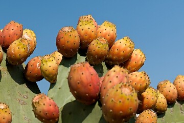 Opuntia. Palamidi fortress. Nafplio, Peloponnese, Greece.