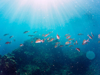 Fototapeta premium 美しいメジナ（イスズミ科）、ホウライヒメジ（ヒメジ科）、チョウチョウウオ（チョウチョウウオ科）他の群れ。日本国静岡県伊豆半島賀茂郡南伊豆町中木から渡し船で渡るヒリゾ浜にて。 2022年10月撮影。 Largescale Blackfish (Girella punctata), Whitesaddle goatfish (Parupeneus ciliatus), Oriental Butte