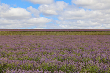 Obraz premium field of lavender