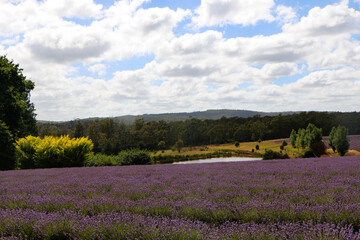 landscape with flowers